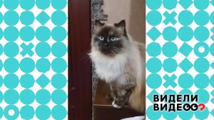 Привет от кошки. Видели видео? Фрагмент выпуска от 16.10.2022