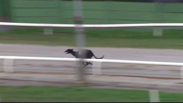 2021 SUMMER STAYERS FINAL - T4 COOLAVANNY BANI смотреть онлайн