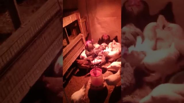 Куры Легорны и коралловый ник. смотреть онлайн