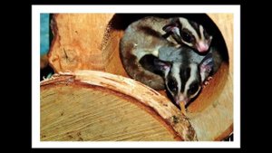 ? 8 интересных фактов о сахарном поссуме ? #AnimalJam #поссумы #сахарныепоссумы #някавайAnimalJam