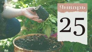 ПЕТУНИЯ: лунный календарь на ФЕВРАЛЬ 2023! Когда сажать семена ампельной кустовой петунии на рассад