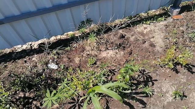 Горох, фасоль и ягоды смотреть онлайн