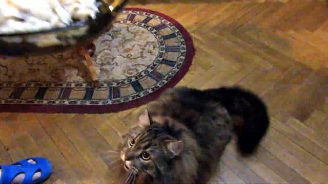 Кот Тихон устроил скандал: кричит, требует еду, проверяет, кто ходит под окнами. смотреть онлайн