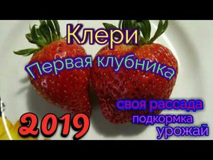 Первая Клубника 2019. Итоги эксперимента своей клубники на подоконнике.