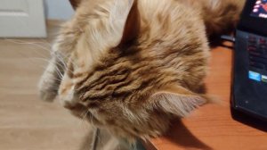 Мейн Кун разговаривает