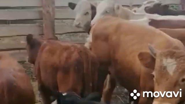 #продажа#быки#гринфорт#сементал#казахский#белоголовый+79220355557