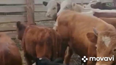 #продажа#быки#гринфорт#сементал#казахский#белоголовый+79220355557