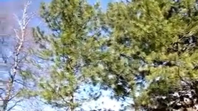 Хвойные деревья смотреть онлайн