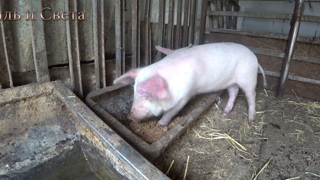 Поздравляем всех с Великим праздником Пасхой//канал Равиль и Света