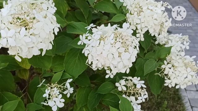 Пена КакБыХеппи.Нам ничего не сказали.Журчал живот,болела голова(плохие новости?),эфир был финита л