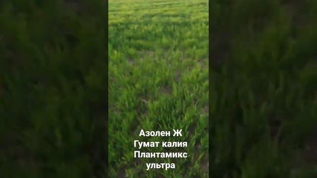 Азолен Ж + Гумат калия (БиоАктив) + Плантамикс Ультра. Две обработки. видео от 25.04.22