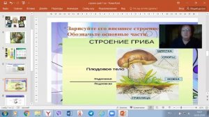 Строение грибов