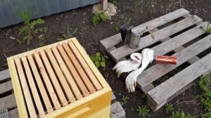Установка металлической разделительной решётки в улей