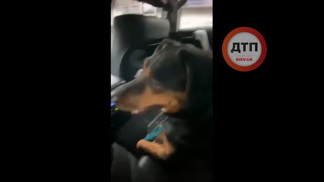 Вот такое милое животное предыдущие хозяева просто выставили на улицу в снег и мороз. смотреть онлайн