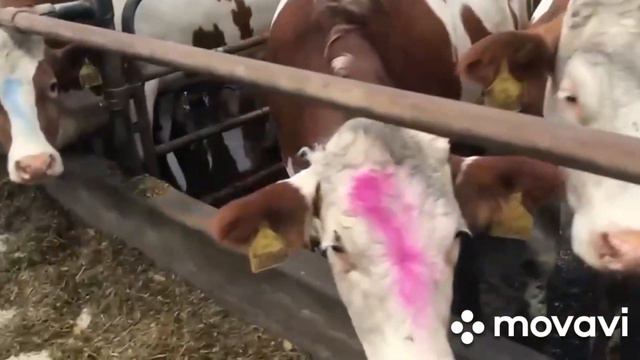 симментал чистокровный с плименением пакетами доставка Таджикистан 2450 евро даставка оделна