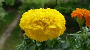Бархатцы. Тагетес. Тагетес Еректа. Тагетес африканский. tagetes. marigold.