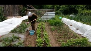 АРБУЗЫ НА ПЛЕНКЕ 13.06 23г. Подкормки за сезон  по Листу и под Корень, Органические и Минеральные.