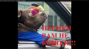 ПЁСИКИ, ВАМ НЕ КОШКИ, ДЕЛАЮТ ФОКУСЫ, ОЖИВЛЯЮТ ХОЗЯИНА!