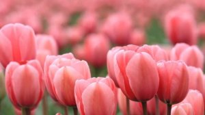 Вордӥськем нуналэн!