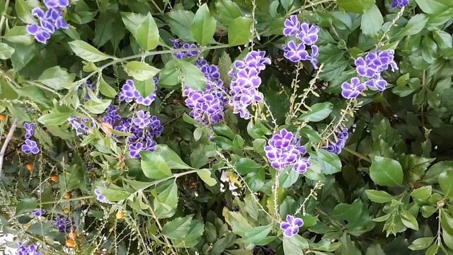 Duranta - grow and care (Beautiful Hedge plant) смотреть онлайн