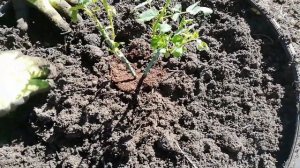 Посадка роз. Роза Клод Брассер. Роза Ла Севильяна.