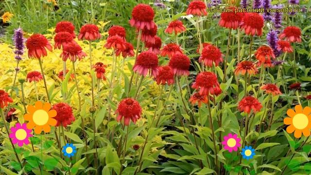 Эхинацея пурпурная Секретная любовь. Краткий обзор, описание echinacea purpurea Secret Love смотреть онлайн