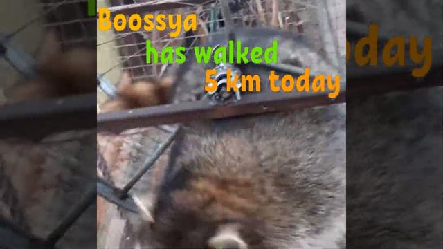 Разница между Present Perfect vs Past Simple смотреть онлайн