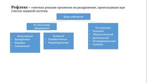 Урок №38 "Отделы нервной системы. Рефлексы"