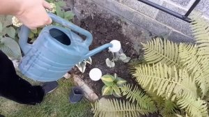 Посадка в грунт Бруннеры King's Ransom и Хауттюйнии!