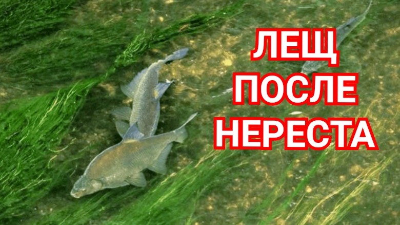 Где Ловить Леща после Нереста ?