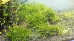 Мох крисмас [рождественский] - Christmas Moss (пучок)