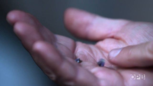 A little bit of lavender paradise | Oregon Field Guide | OPB смотреть онлайн