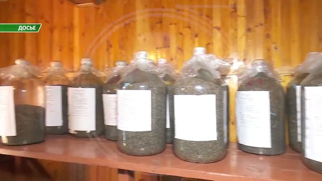 Из-за нехватки люде в Аулиекольском районе, высадка новых саженцев в лесах невозможна смотреть онлайн