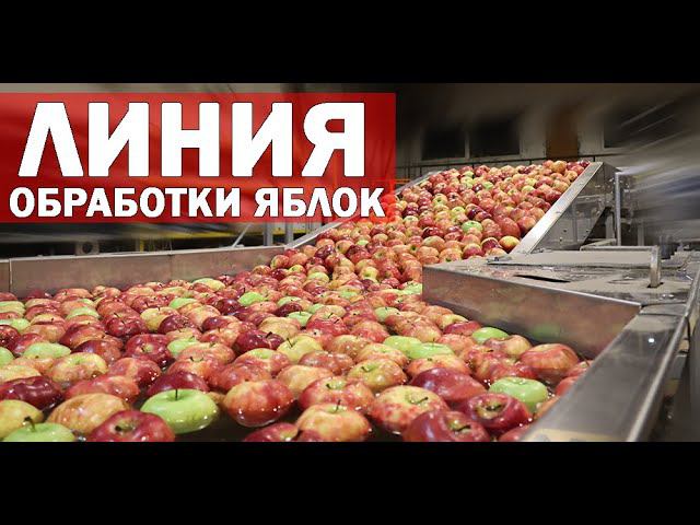 Линия для обработки яблок (видео)