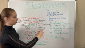 Все о гемостазе для студентов и врачей. Современная модель гемостаза. Действие антикоагулянтов