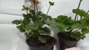 Зональная пеларгония ПАК Виктор и ПАК Флауе Фейри Вайт Сплеш