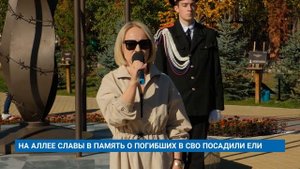 НА АЛЛЕЕ СЛАВЫ В ПАМЯТЬ О ПОГИБШИХ В СВО ПОСАДИЛИ ЕЛИ