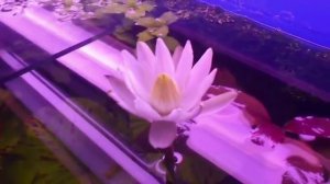 Нимфея или кувшинка тигровая (Nymphaea lotus)