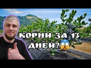 Обзор черенков голубики дюк, пустили корни за две недели?