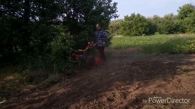 Мотоблок Мотор Сич. Посев гречихи под фрезу.