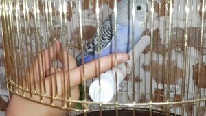 Как приручить попугая. Ручной волнистый попугай. Делаем попугая ручным.