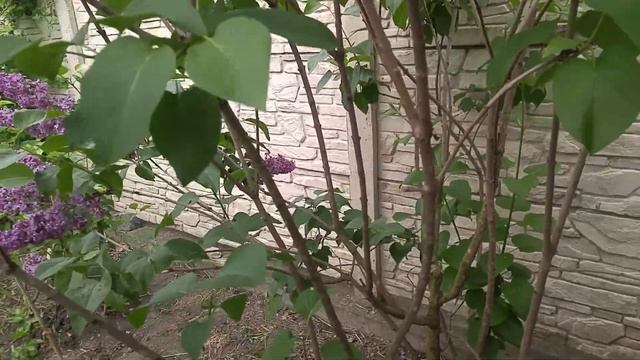 СИРЕНЬ, ВЫРАЩЕННАЯ ИЗ ПОРОСЛИ. ПРАВИЛЬНЫЙ УХОД. БОРЬБА С ЗАБОЛЕВАНИЯМИ.
