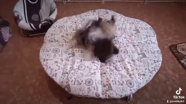 Порода цветные йорки. Собачьи бои.