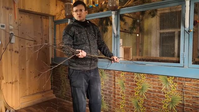 Чем кормить попугая.Веточный корм для волнистого попугая. смотреть онлайн