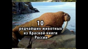 10 редчайших животных из Красной книги России