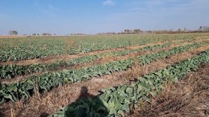 Цветная капуста Абени и СВ5777, 23 октября 2023 год.