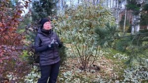 Как сформировать зонт из кустарника?