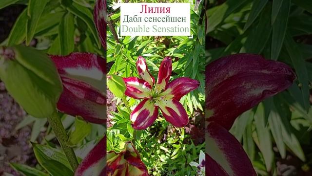 Лилия Дабл Сенсейшн (Lilium Double Sensation).?