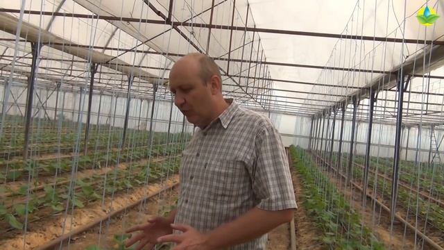 Болезни и вирусы на огурцах в теплице