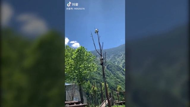 Panda Sitting On Top Of A Tree смотреть онлайн
